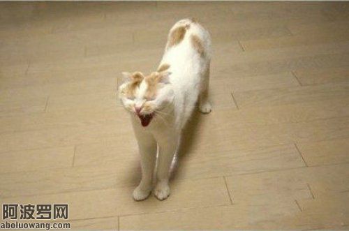 13_195533hhhojyaz4oohy6id.jpg